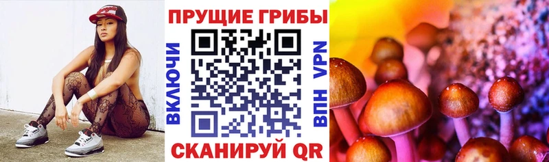 Псилоцибиновые грибы Cubensis Петровск-Забайкальский